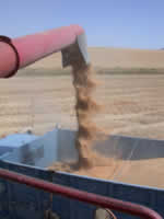 Sun 22 - Wheat coming out of the auger.
